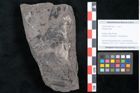 Foto (Objekt + Etikett) von Plantae indet.  (NHMW-GEO-2024-0188-10227)